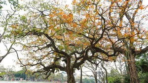 Les teintes dorées des feuilles du Barringtonia acutangula au bord du lac Hoan Kiem. Photo : VNA.