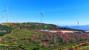 Les premiers cerisiers en fleurs transforment les collines en tableaux aux teintes rosées. 