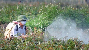 Ces dernières années, l’utilisation des produits phytosanitaires biologiques connaît une forte progression à l’échelle mondiale. Photo : Vneconomy.