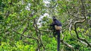 De l’abri provisoire à l’épreuve de survie des primates au parc national de Cuc Phuong