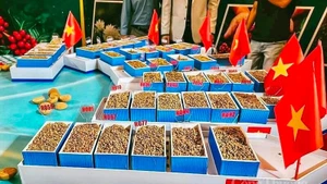 Le café Robusta de haute qualité (Fine Robusta) de Gia Lai s'impose progressivement grâce à sa saveur unique et à sa qualité constante. Photo : baocongthuong.