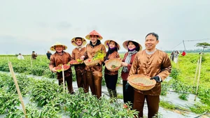 Des touristes français découvrent l’agritourisme lors de leur exploration à Da Phuc. Photo : hanoimoi.