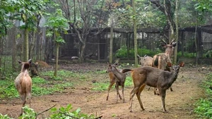 Les cerfs sont soignés dans le parc national de Cuc Phuong. Photo : VNA.