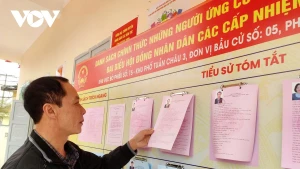 Pham Hung, secrétaire de la cellule du Parti et chef du quartier de Tuan Chau 3, étudie les biographies et les programmes d’action des candidats. Photo : VOV.