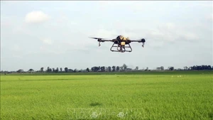 Un drone pulvérise des produits phytosanitaires dans des champs du delta du Mékong. Photo : VNA.