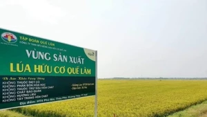 Hue privilégie le développement agricole fondé sur les hautes technologies, l’agriculture biologique et les chaînes de valeur intégrées, en lien avec les marchés de consommation, tout en s’adaptant au changement climatique et en protégeant l’environnement. Photo : Vneconomy.