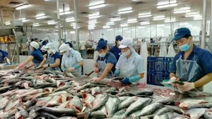 Transformation des pangasius pour l'exportation. Photo: sggp.org.vn