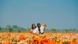 Les champs de lys teintent de jaune les rives du fleuve Kinh Thay