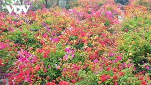 Les spécialistes recommandent de renforcer la promotion, la vente en ligne et l’accompagnement technique des acheteurs.