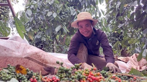 Les exportations de poivre ont maintenu une dynamique de croissance positive en fin d’année. Photo : VNA