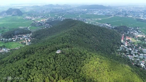 Forêt de pins à Thanh Hoa, mars 2024. Photo : Le Hoang