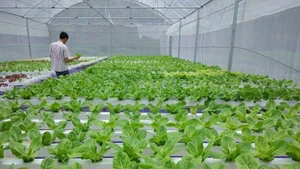 Promouvoir l’application des biotechnologies dans la production agricole. Source : MTO.