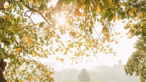 Paysage de feuilles dorées au lac Hoan Kiem début septembre. Photo : Nguyen My Linh.