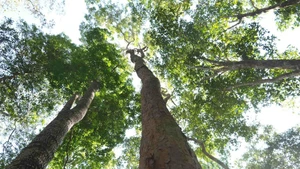 La forêt occupe une place importante dans le développement du pays. Au-delà de son rôle de « poumon vert », elle constitue un espace de subsistance pour des millions de personnes. Photo: VNA