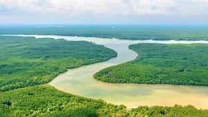 La forêt de protection de Can Gio couvre une superficie de plus de 34.809 hectares.