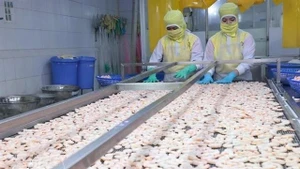 Crevettes transformées pour l'exportation par la société Huy Nam. Photo : VNA.