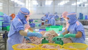 Chaîne de transformation de crevettes destinées à l'exportation dans une usine de Minh Phu Seafood, dans la province de Ca Mau. Photo : VNA.