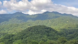 Souvent qualifiées de « poumons verts » de la planète, les forêts soutiennent silencieusement la vie et protègent les communautés face à l’intensification des aléas climatiques. Photo : VNA.