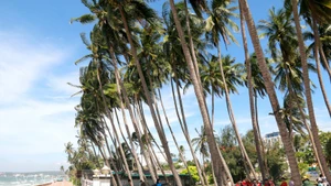 Mui Ne, une destination balnéaire réputée pour ses plages de sable fin bordées de cocotiers. Photo: VNA