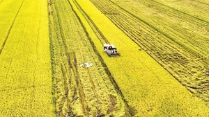 Récolte du riz dans la province de An Giang. Photo : VNA