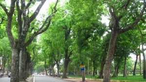 Hanoi possède un système d’arbres urbains riche et diversifié, mais sa planification n’est pas encore véritablement scientifique.