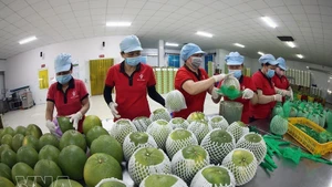 Les exportations de fruits et légumes du Vietnam ont démarré l’année 2026 sur un rythme exceptionnel. Photo : VNA