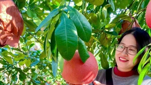 L’éclat des pamplemousses rouges “réservés aux rois” à l’approche du Têt 