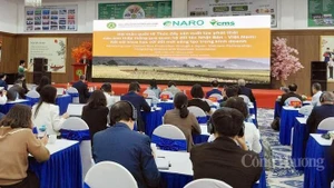 Japon-Vietnam : renforcement de la coopération pour développer la riziculture à faibles émissions