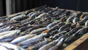 Le village de poissons grillés de Cua Lo en pleine effervescence pour la saison du Tet