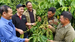 Le programme NESCAFÉ Plan de Nestlé, initiative phare de Nestlé en matière de développement durable, a déjà soutenu plus de 21.000 ménages agricoles, permis la replantation de 86.000 hectares de café et augmenté les revenus agricoles de ces ménages. Photo : Bnews