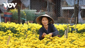 Les fleurs du Têt en pleine floraison, les agriculteurs de Quang Ngai connaissent une récolte abondante et des prix favorables