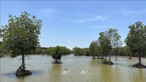 Une zone de mangrove restaurée dans la commune de Vinh Hau, province de Ca Mau. Photo : VNA.