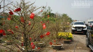 [Photo] Printemps de l’année du Cheval 2026 au Cambodge : une ambiance printanière animée dans les jardins de Kandal.