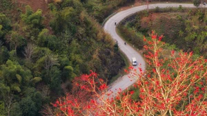 Les fleurs du kapokier rouge enflamment les montagnes et forêts du Tay Bac