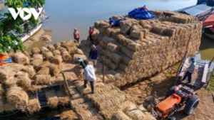 Le marché de paille de Ba Lai (Vinh Long) entre dans sa période d’activité la plus intense de l’année