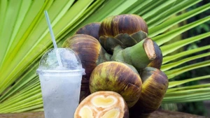 Saison du doux nectar de palmier rônier