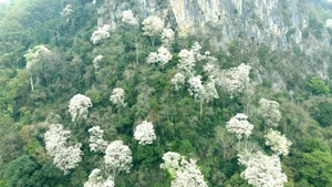 Thanh Hoa : la floraison des Than Mat, une mer de nuages au cœur des montagnes