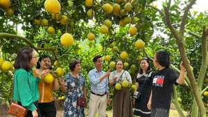 La province de Bac Ninh mettra en œuvre plusieurs mesures pour élargir les zones de culture, notamment pour les arbres fruitiers phares et les légumes. Photo : ministère de l'Industrie et du Commerce.