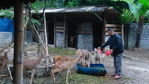 Tran Tuan Hiep, jeune homme Si La, réussit sa création d’entreprise avec l’élevage du cerf sika.
