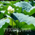 Le lotus blanc en fleur sur le lac Tinh Tam, au cœur de la Cité impériale de Hue. Photo : VNA.