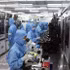Ligne de production de modules de caméras et de composants électroniques destinés à l’exportation à l’usine de MCNEX VINA Co., Ltd., entreprise à capitaux sud-coréens implantée dans la zone industrielle de Phuc Son, province de Ninh Binh. Photo : VNA.