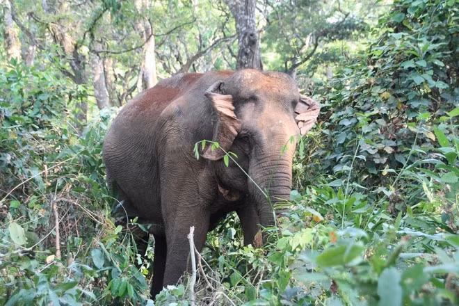 Les éléphants d’Asie et d’Afrique sont protégés au plus haut niveau de la CITES (Annexe I). Photo : VietnamPlus. Les éléphants d’Asie et d’Afrique sont protégés au plus haut niveau de la CITES (Annexe I). Photo : VietnamPlus.