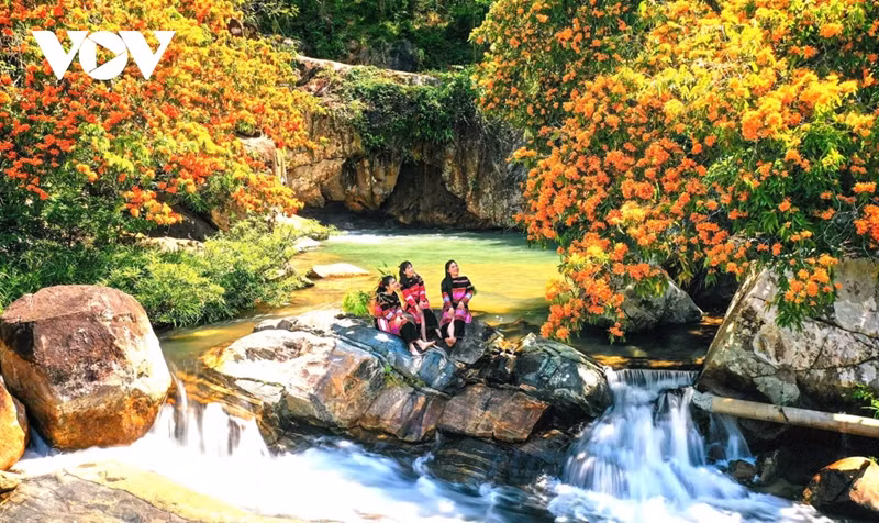 Les fleurs Trang sont présentes en abondance le long du ruisseau Ta Ma. Photo : VOV.