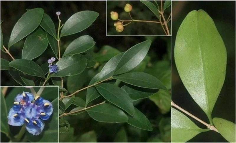 « Sầm cuống dài » (Memecylon longipedunculatum), une nouvelle espèce de la famille des Melastomataceae. Photo : Institut de biologie tropicale du Vietnam.