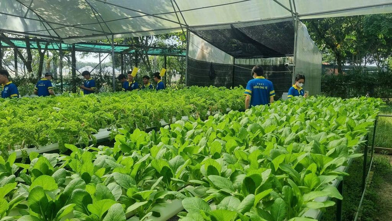 D’ici 2050, l’agriculture vietnamienne évoluera vers un modèle à faibles émissions, écologique et moderne, devenant un pilier important de la transition verte nationale. Photo : VNA