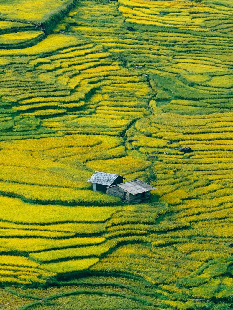 Située à seulement 80 kilomètres au nord de Sapa, la commune frontalière d’Y Ty est réputée pour être un endroit idéal pour profiter de la beauté éblouissante des rizières en terrasses et des nuages qui affleurent les cimes rocheuses à plus de 2 000 m d’altitude, dans la montagne Nhiu Co San. Photo : Pham Trong Nghia/laodong.vn