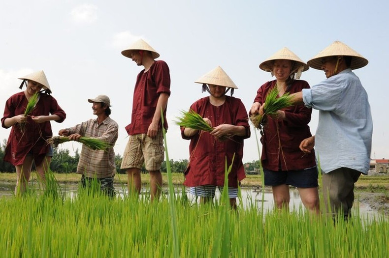Les touristes internationaux cultivent du riz pendant leur séjour à Quang Nam. Photo : VNA.