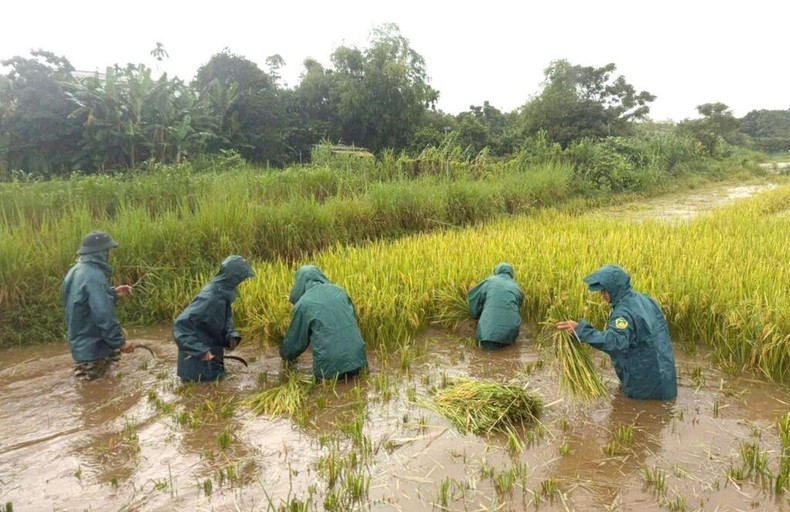 La milice de la commune de Vinh Hoang, province de Quang Tri, aide la population à récolter le riz. Photo : VNA. La milice de la commune de Vinh Hoang, province de Quang Tri, aide la population à récolter le riz. Photo : VNA.