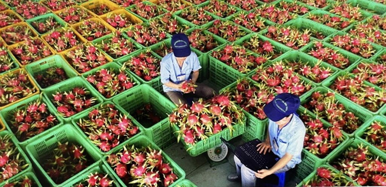 Le Vietnam est actuellement le 24ᵉ fournisseur de fruits, fleurs, légumes et produits agricoles transformés de l’UE, pour un chiffre d’affaires total de 169,5 millions de dollars, soit une hausse de 37,8 % sur un an. Photo : VNA