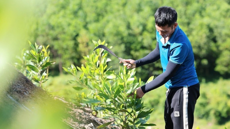 Le modèle de plantation de forêts d&apos;acacias à Thanh Hoa contribue à réduire les émissions de gaz à effet de serre, à accroître la valeur économique et à améliorer les moyens de subsistance de la population. Photo : VNA